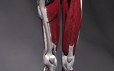 标准人体肌肉3D解剖图