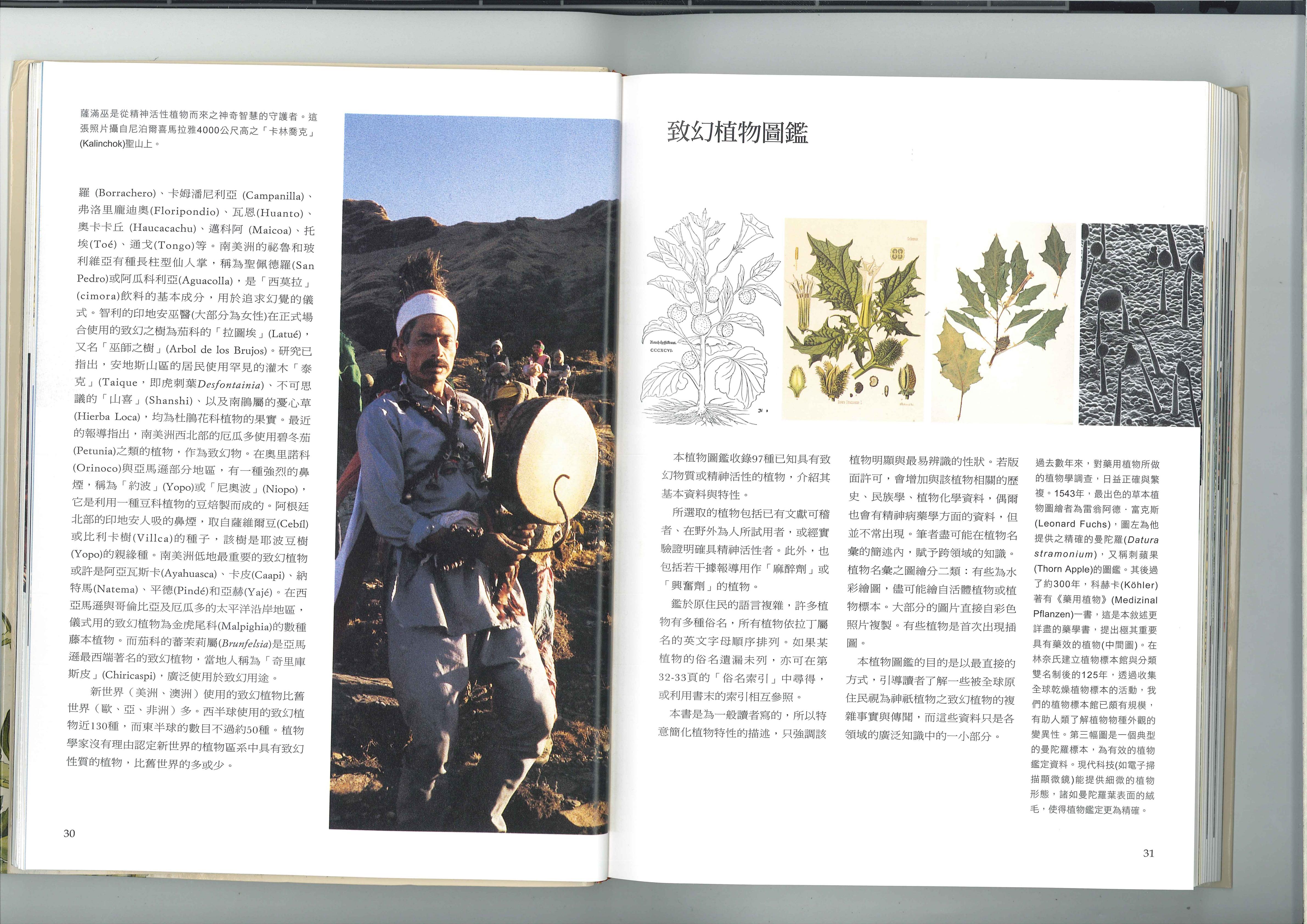 致幻植物的类别 3