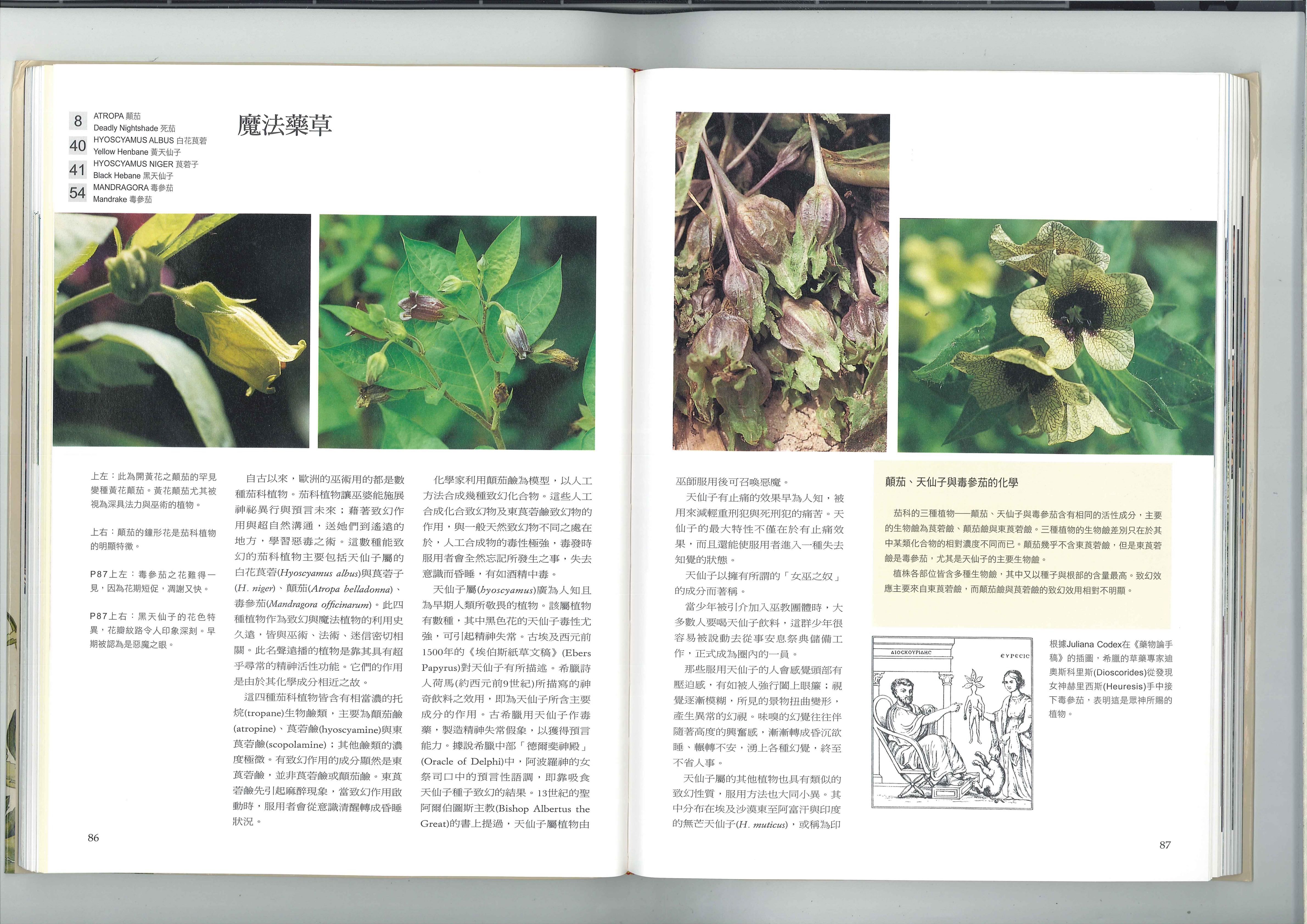 魔法药草 1