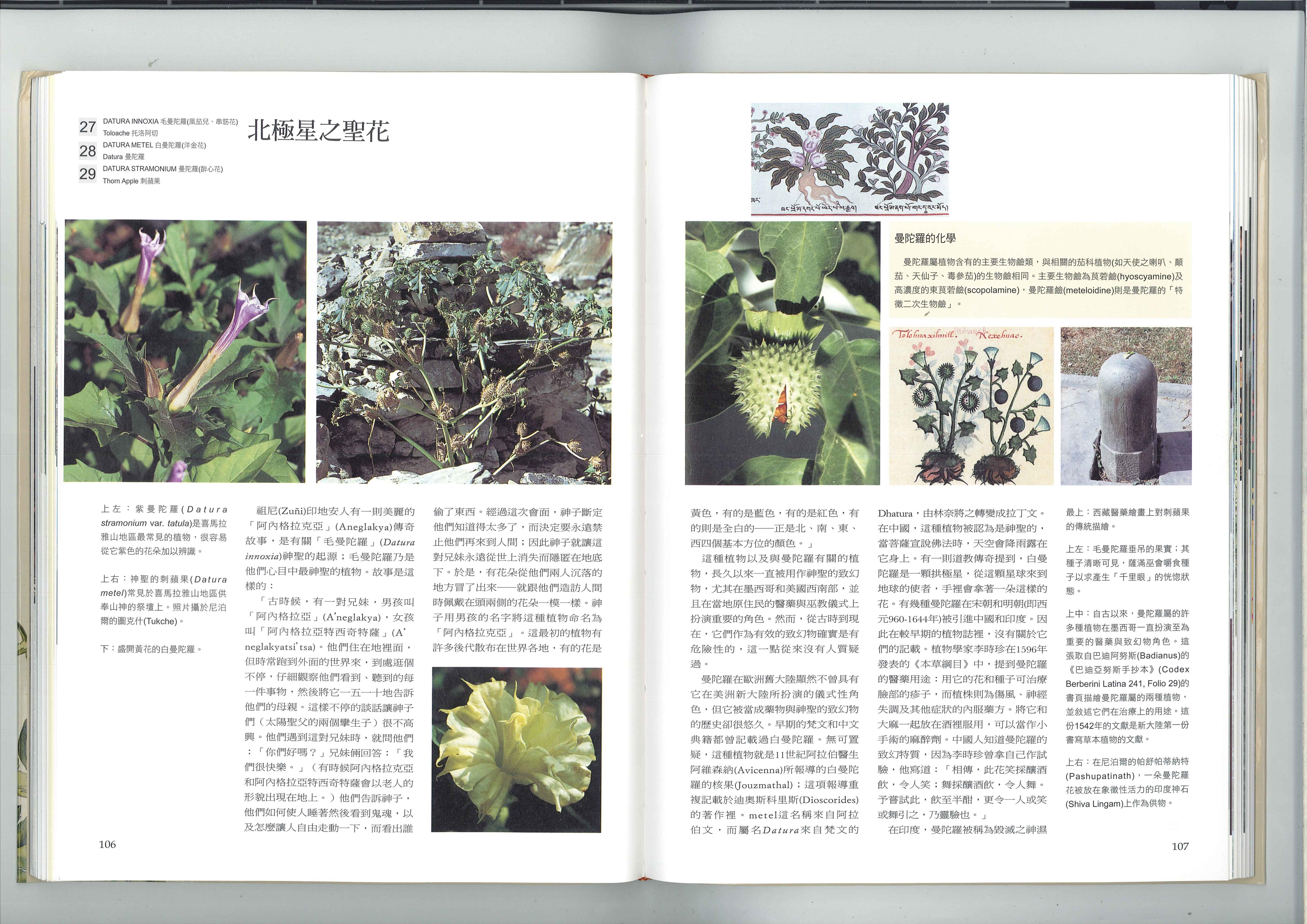 北极星之圣花 1