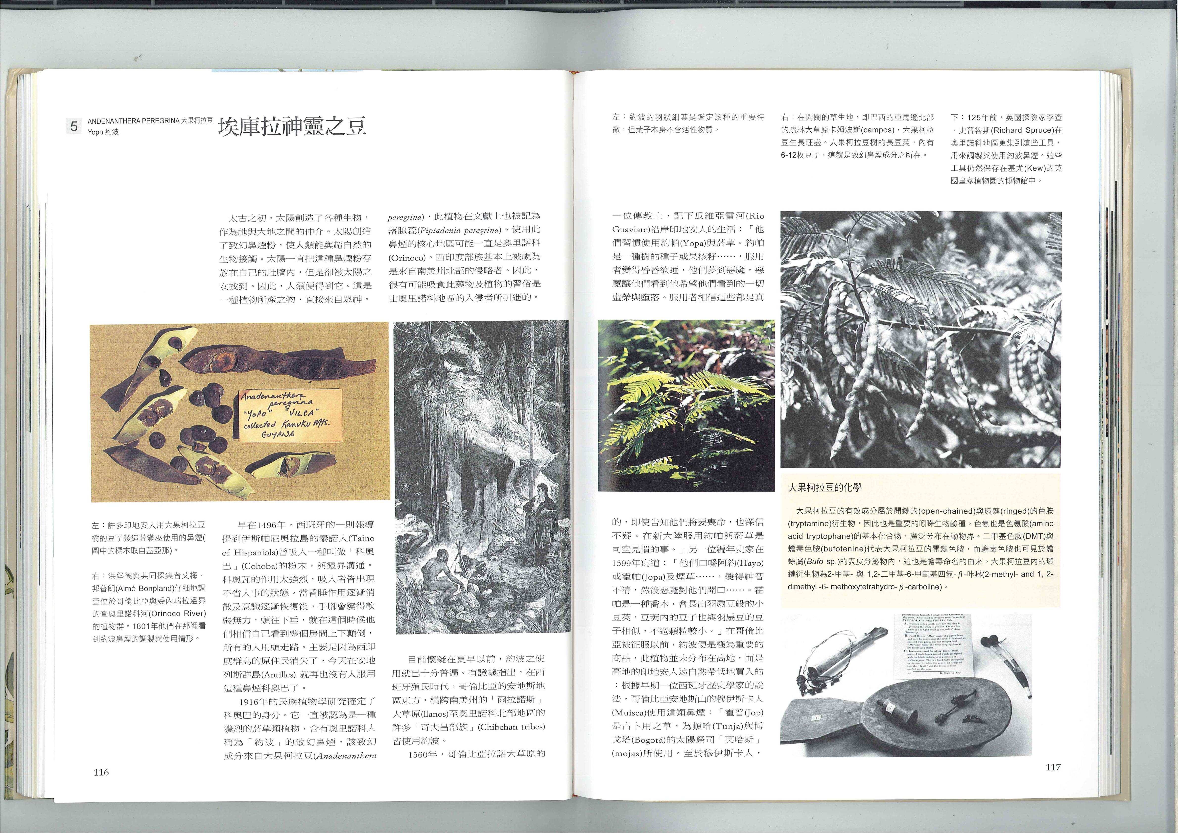 埃库拉神灵之豆 1