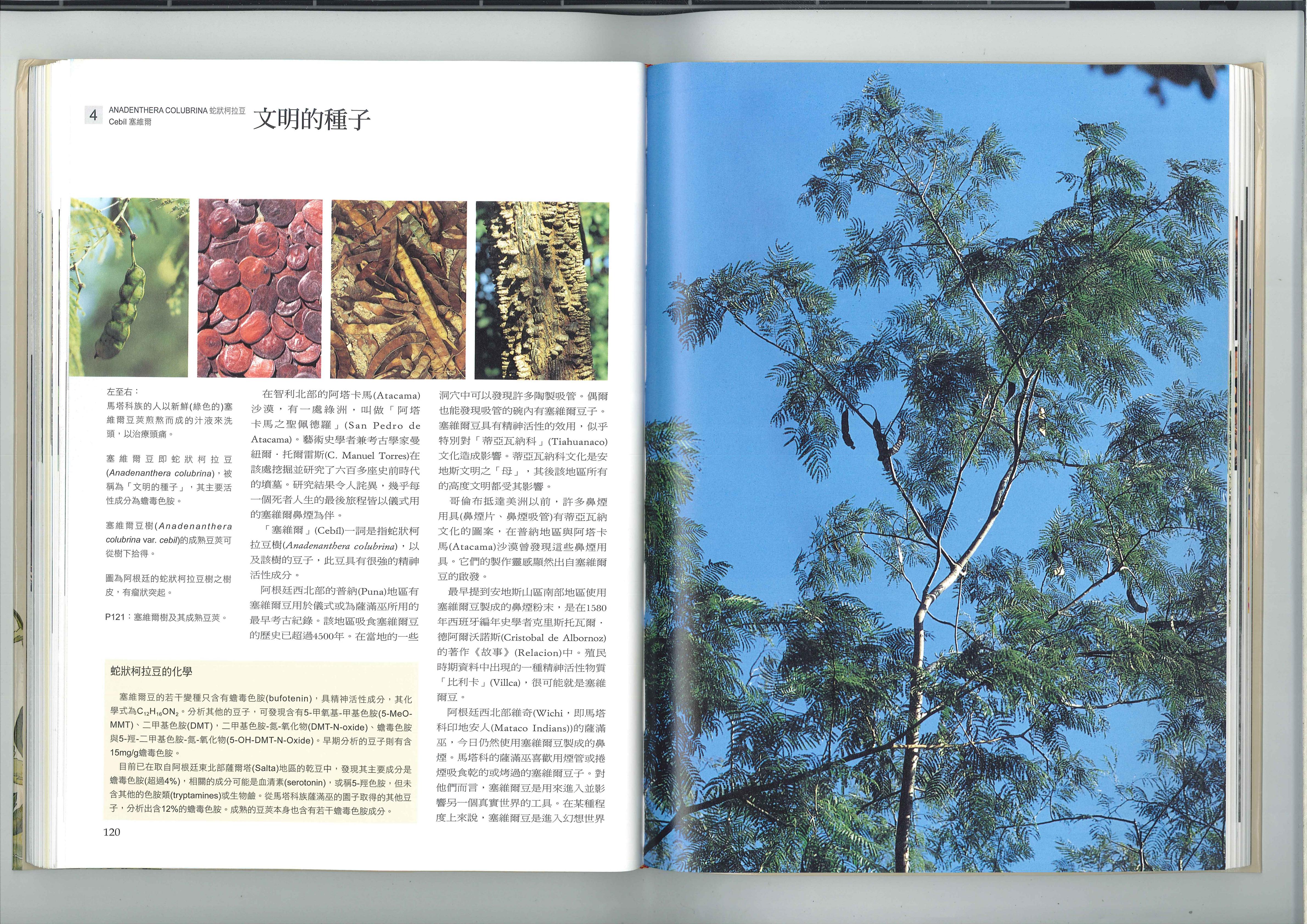 文明的种子 1