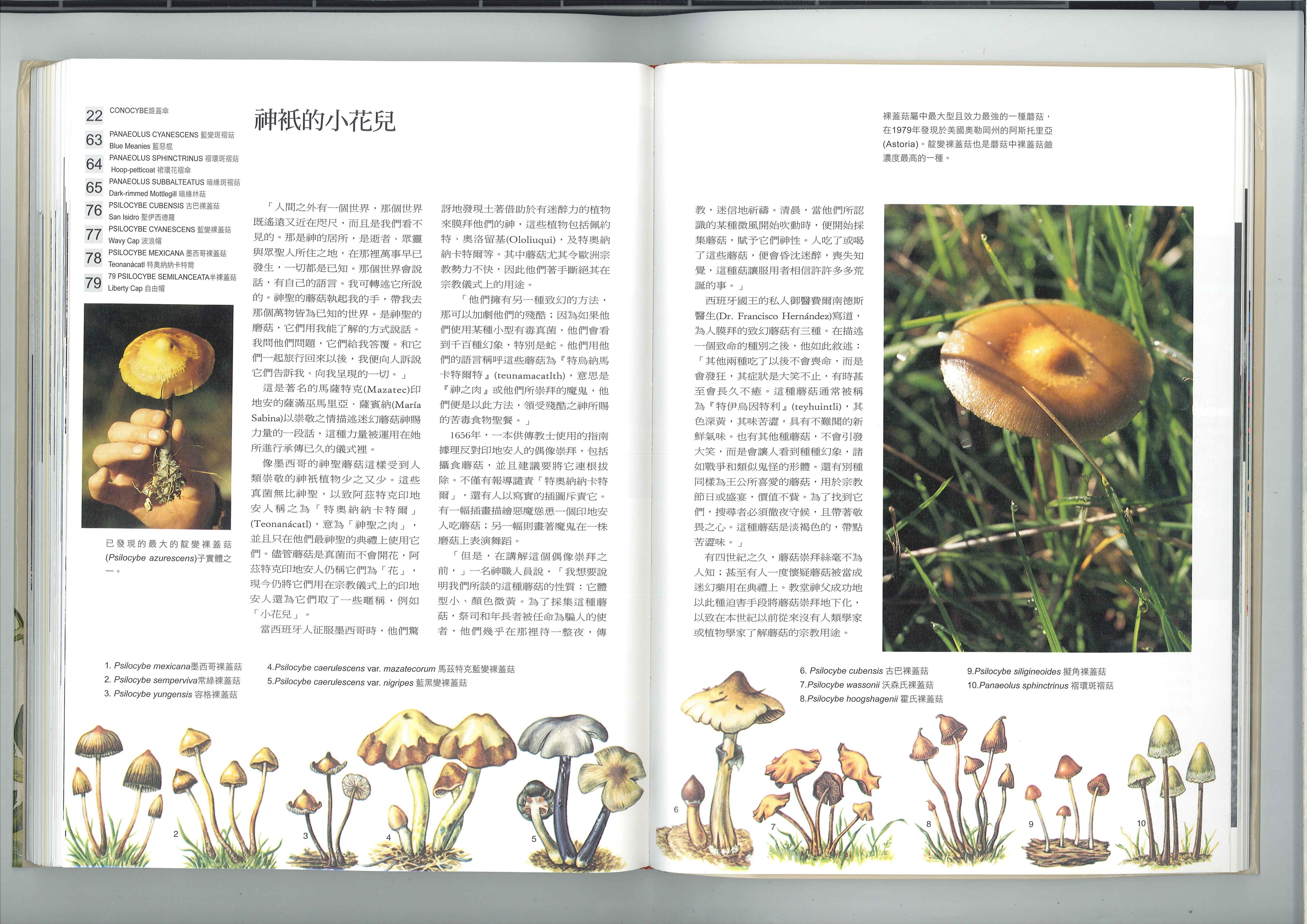 神祇的小花儿 1