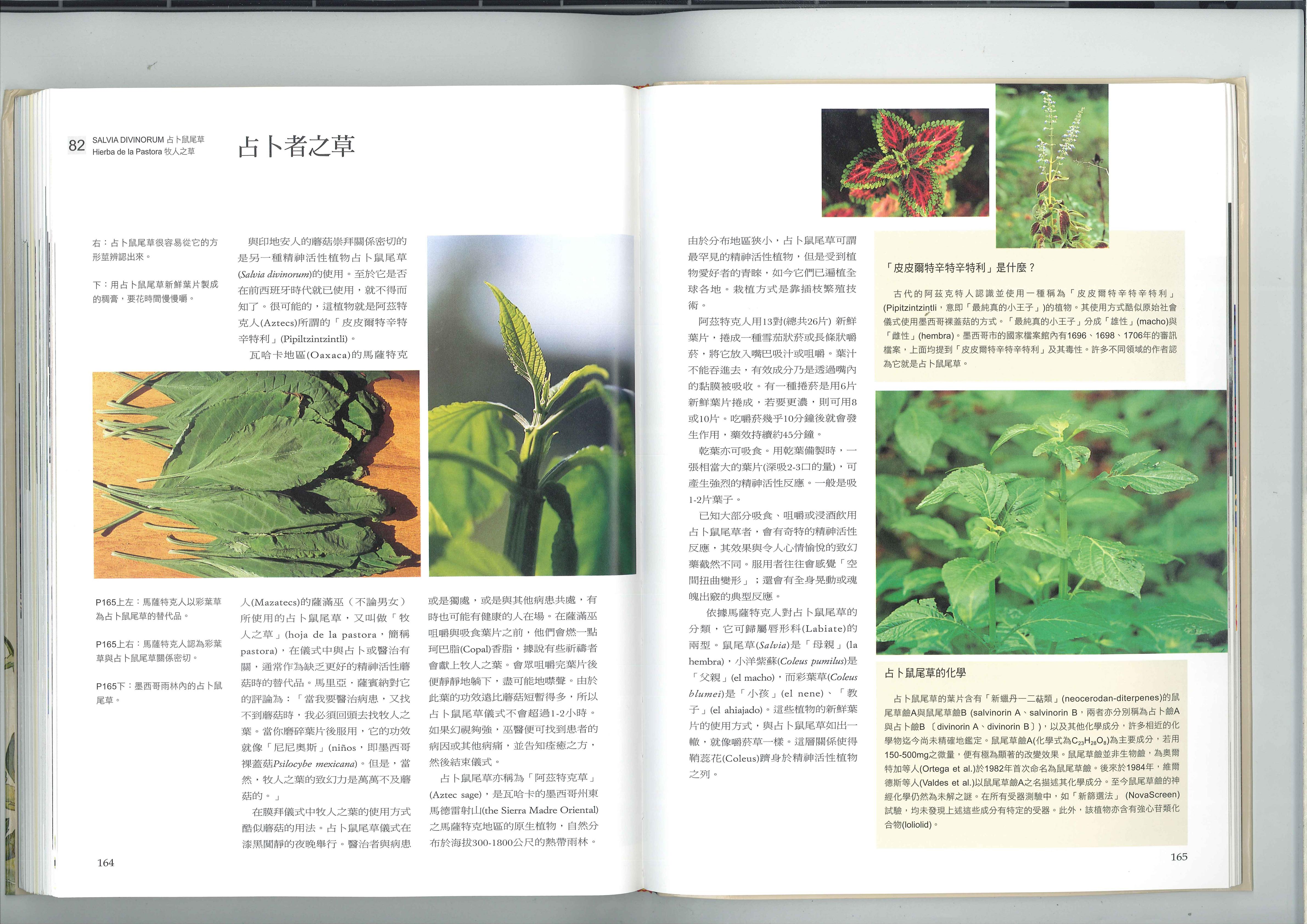 占卜者之草 1
