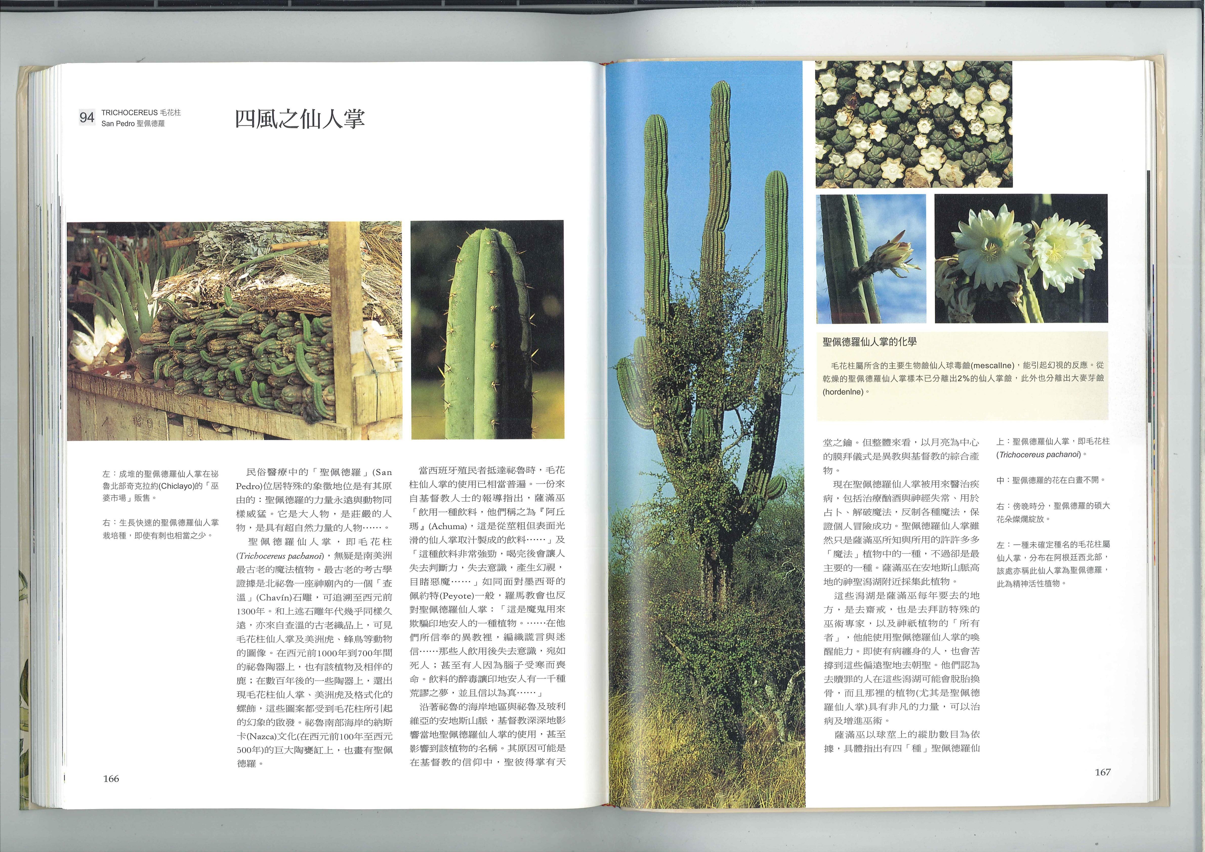 四风之仙人掌 1