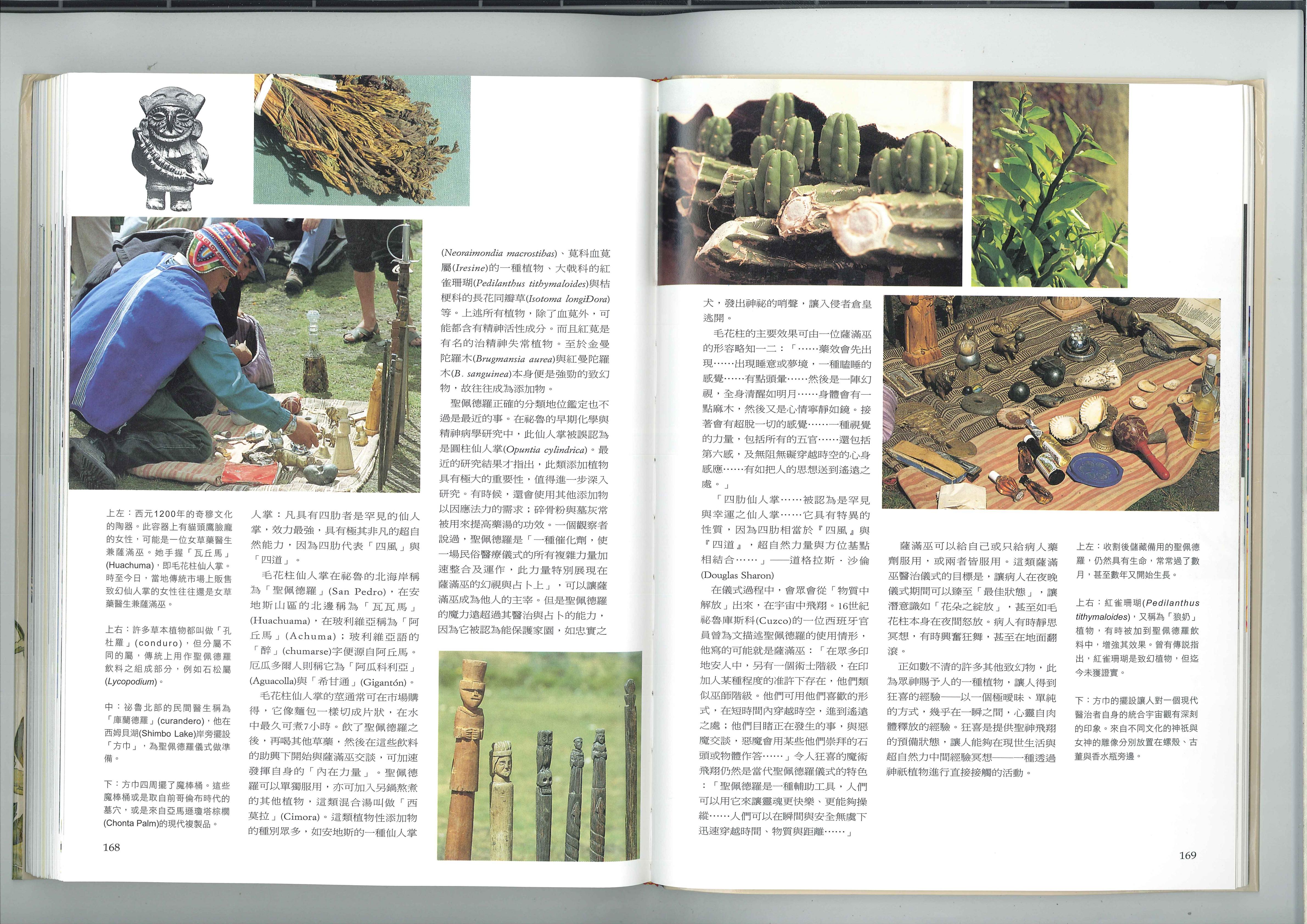 四风之仙人掌 2