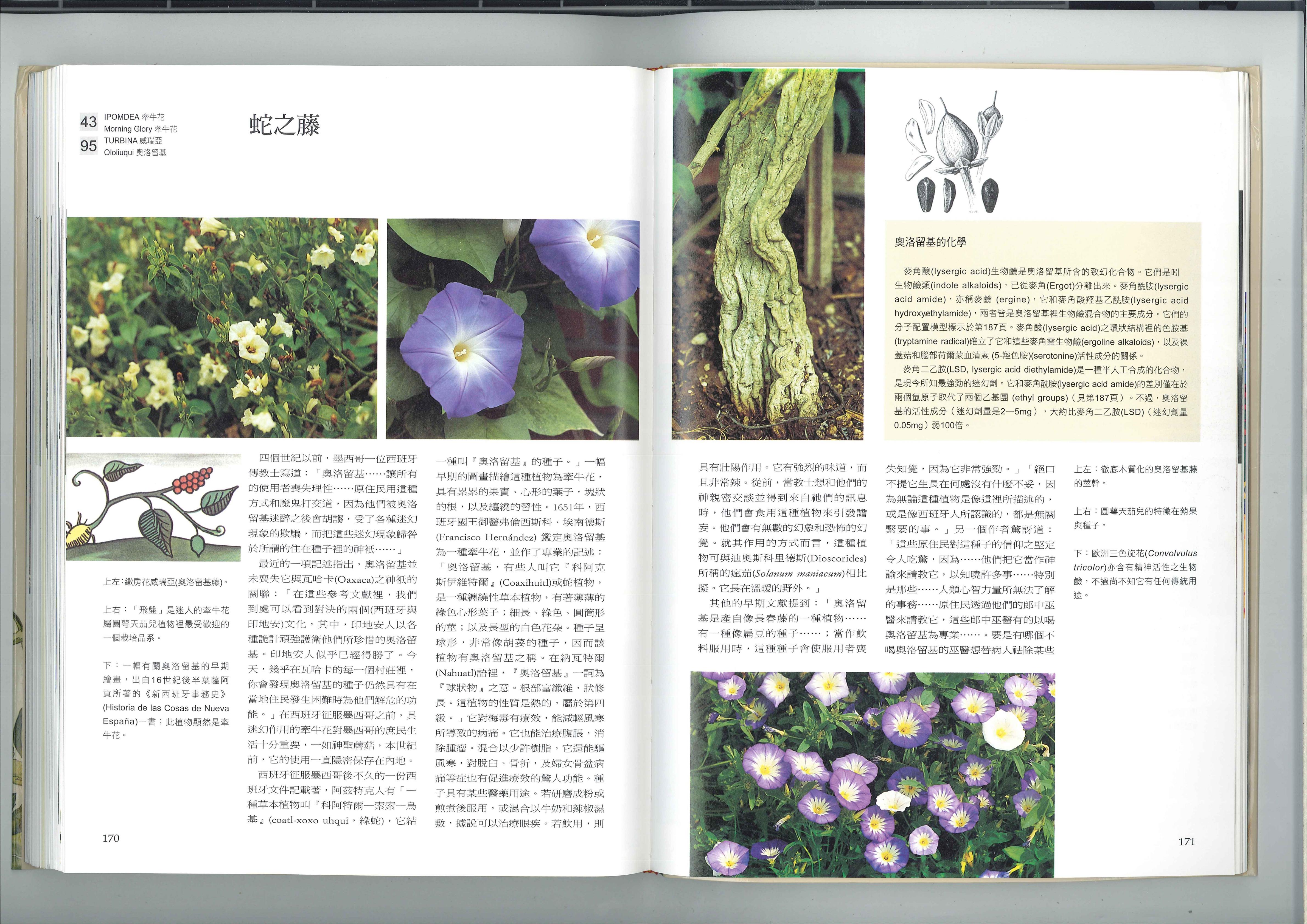 蛇之藤 1